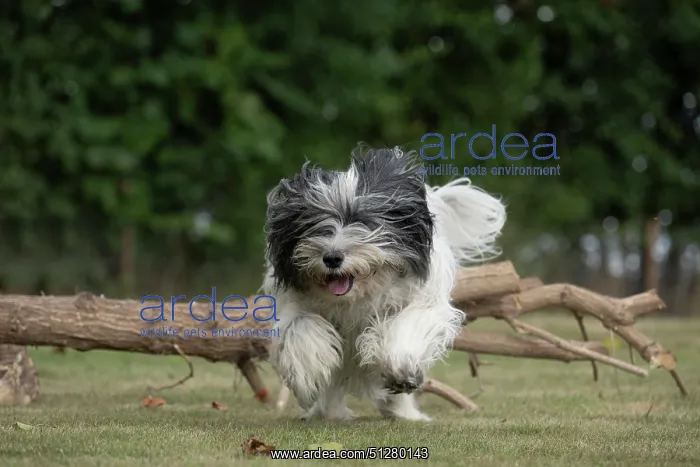  : DOG. Polish Lowland Sheepdog, running in a garden