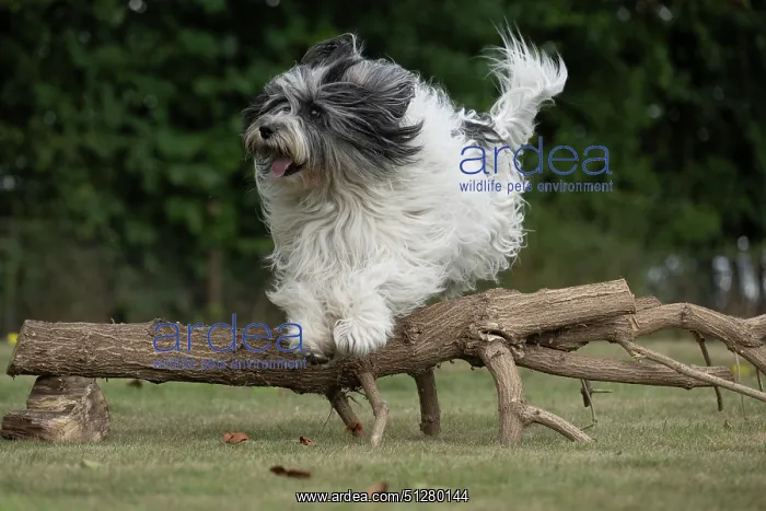  : DOG. Polish Lowland Sheepdog, running in a garden