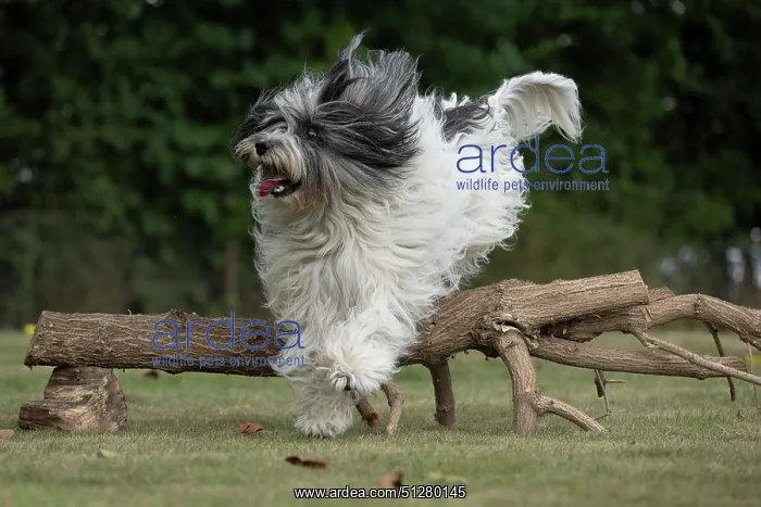  : DOG. Polish Lowland Sheepdog, running in a garden
