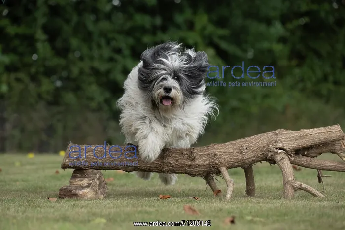 : DOG. Polish Lowland Sheepdog, running in a garden : DOG. Polish Lowland Sheepdog, running in a garden