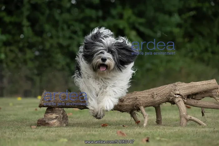 : DOG. Polish Lowland Sheepdog, running in a garden : DOG. Polish Lowland Sheepdog, running in a garden