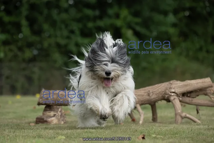  : DOG. Polish Lowland Sheepdog, running in a garden