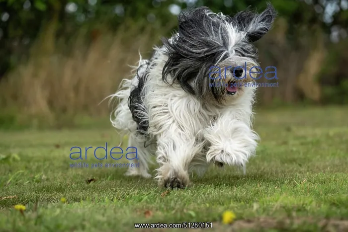 : DOG. Polish Lowland Sheepdog, running in a garden : DOG. Polish Lowland Sheepdog, running in a garden