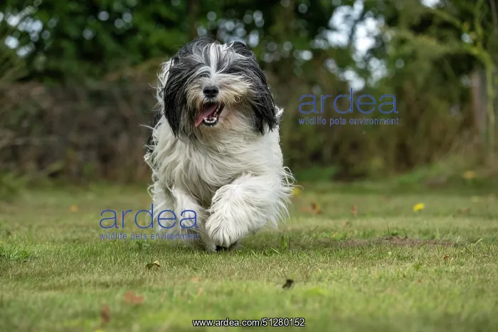  : DOG. Polish Lowland Sheepdog, running in a garden