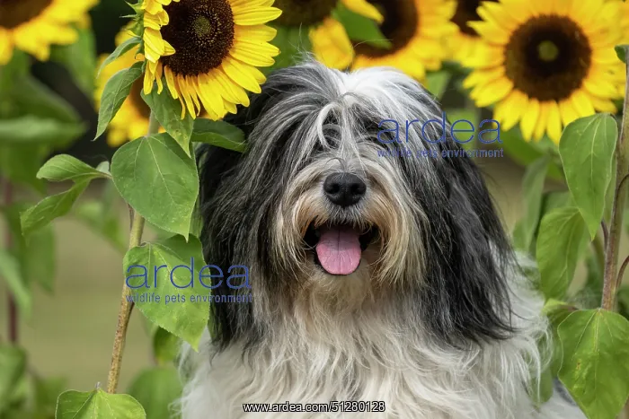 : DOG. Polish Lowland Sheepdog, sitting with sunflowers : DOG. Polish Lowland Sheepdog, sitting with sunflowers