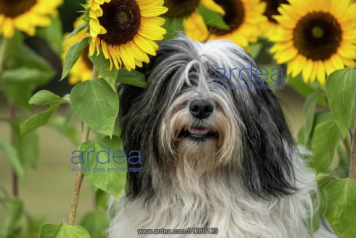 : DOG. Polish Lowland Sheepdog, sitting with sunflowers : DOG. Polish Lowland Sheepdog, sitting with sunflowers