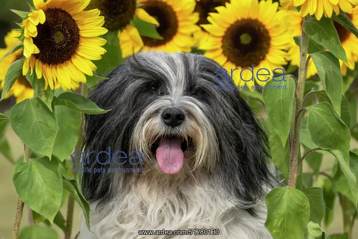 : DOG. Polish Lowland Sheepdog, sitting with sunflowers : DOG. Polish Lowland Sheepdog, sitting with sunflowers