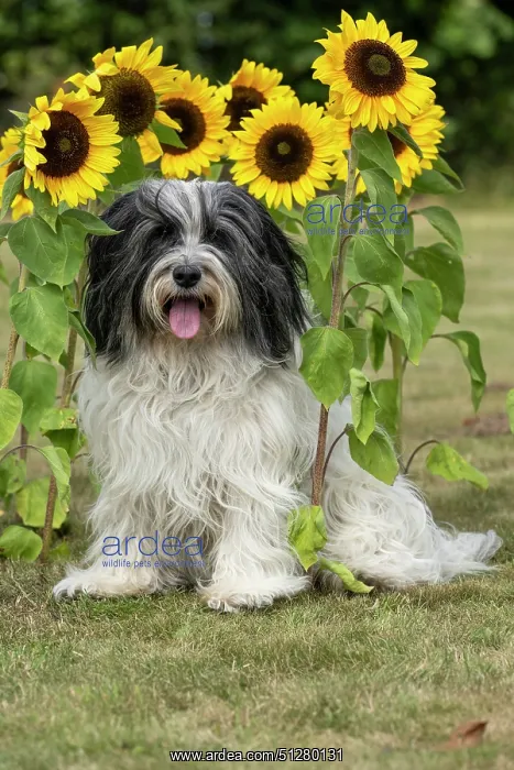 : DOG. Polish Lowland Sheepdog, sitting with sunflowers : DOG. Polish Lowland Sheepdog, sitting with sunflowers