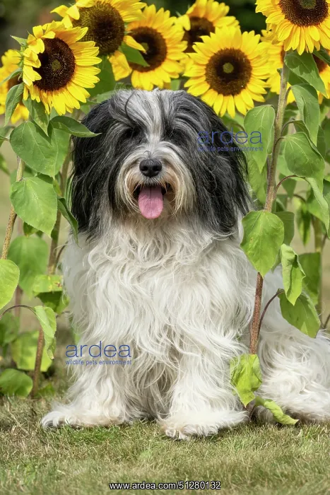: DOG. Polish Lowland Sheepdog, sitting with sunflowers : DOG. Polish Lowland Sheepdog, sitting with sunflowers