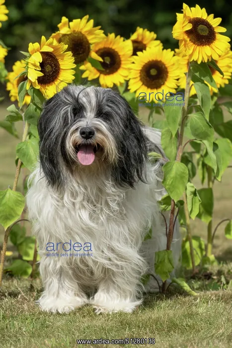 : DOG. Polish Lowland Sheepdog, sitting with sunflowers : DOG. Polish Lowland Sheepdog, sitting with sunflowers