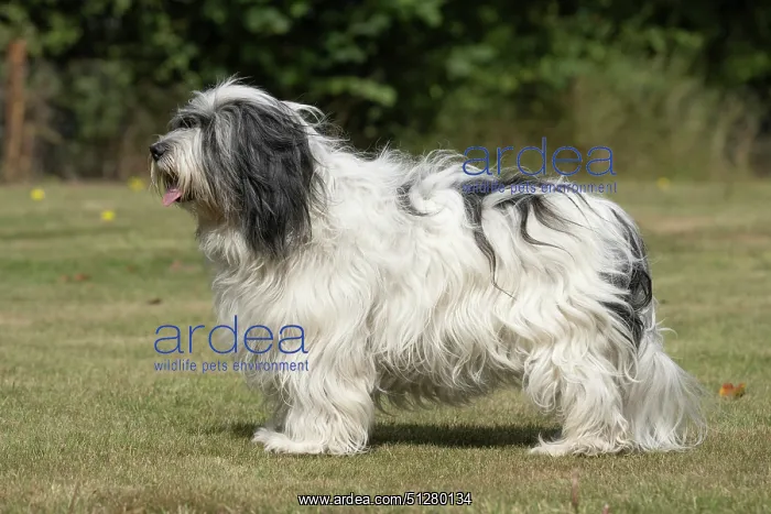  : DOG. Polish Lowland Sheepdog, standing