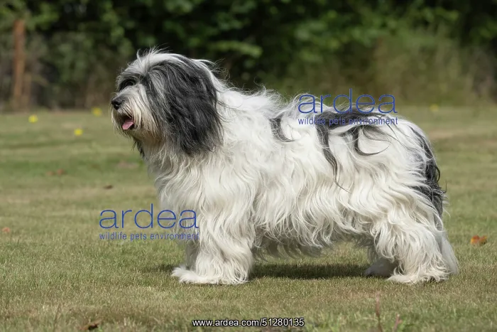  : DOG. Polish Lowland Sheepdog, standing