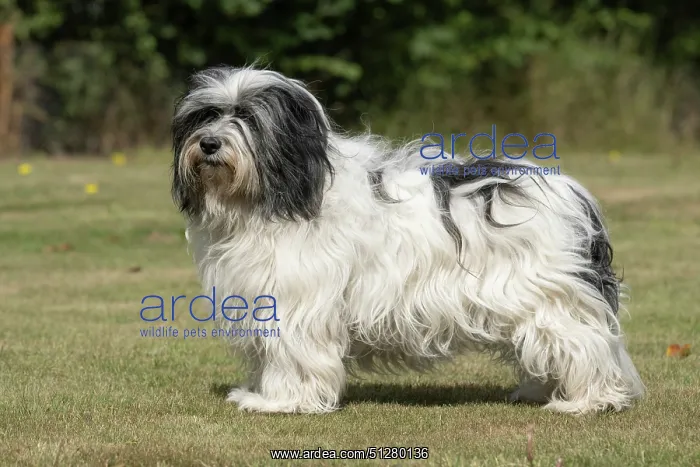  : DOG. Polish Lowland Sheepdog, standing