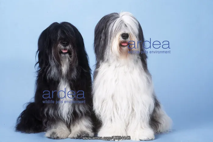 : DOG - POLISH LOWLAND SHEEPDOGS - x two in studio : DOG - POLISH LOWLAND SHEEPDOGS - x two in studio