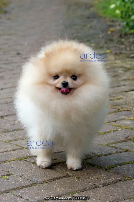 : Dog - Pomerainian : Dog - Pomerainian