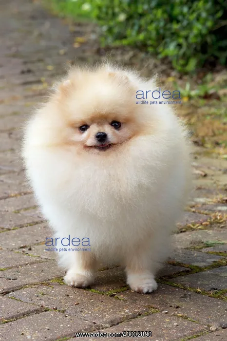 : Dog - Pomerainian : Dog - Pomerainian