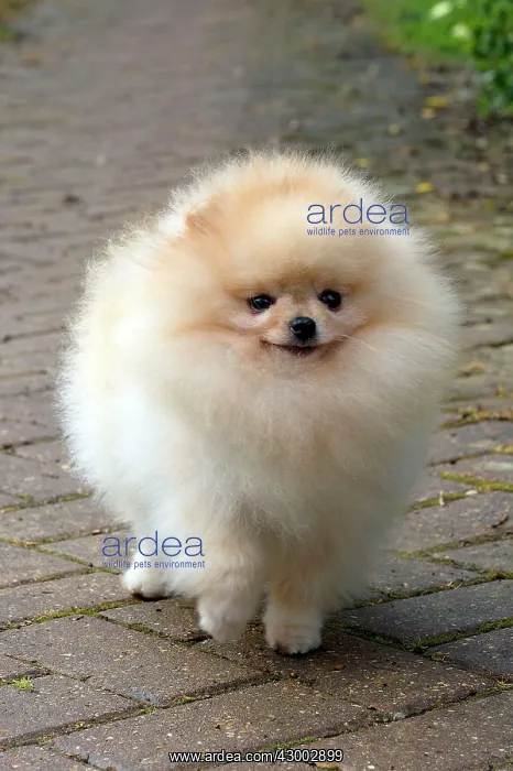 : Dog - Pomerainian : Dog - Pomerainian