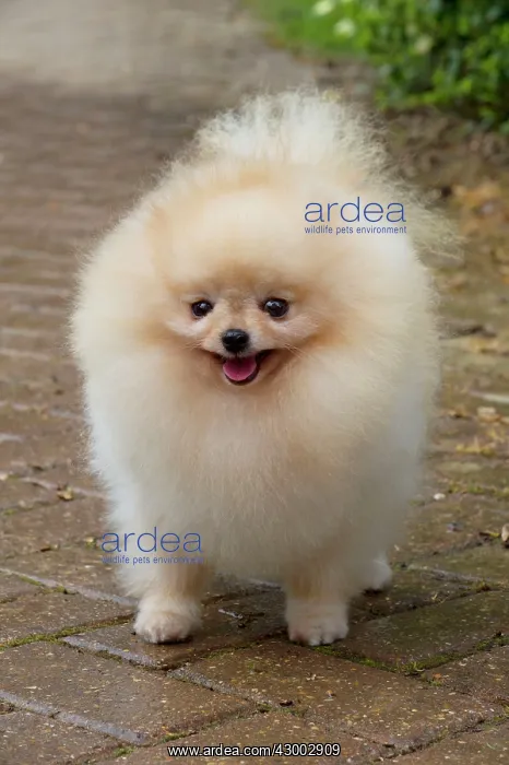 : Dog - Pomerainian : Dog - Pomerainian