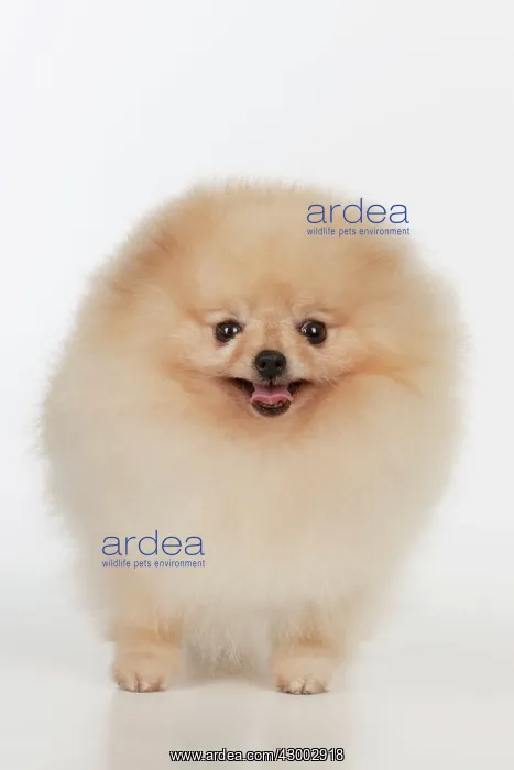 : Dog - Pomerainian : Dog - Pomerainian