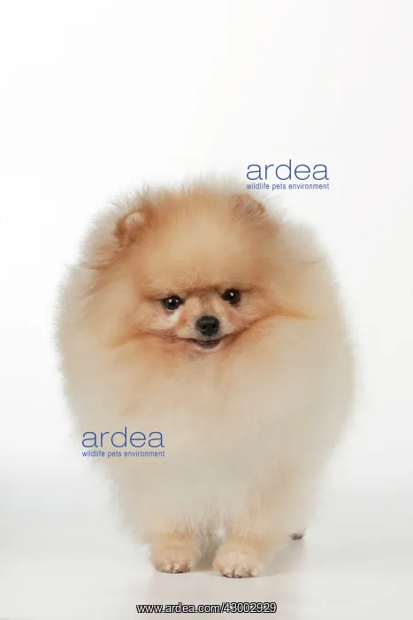 : Dog - Pomerainian : Dog - Pomerainian