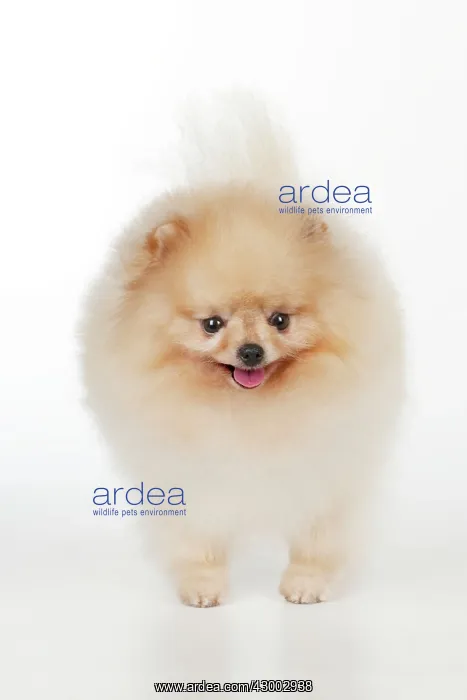 : Dog - Pomerainian : Dog - Pomerainian