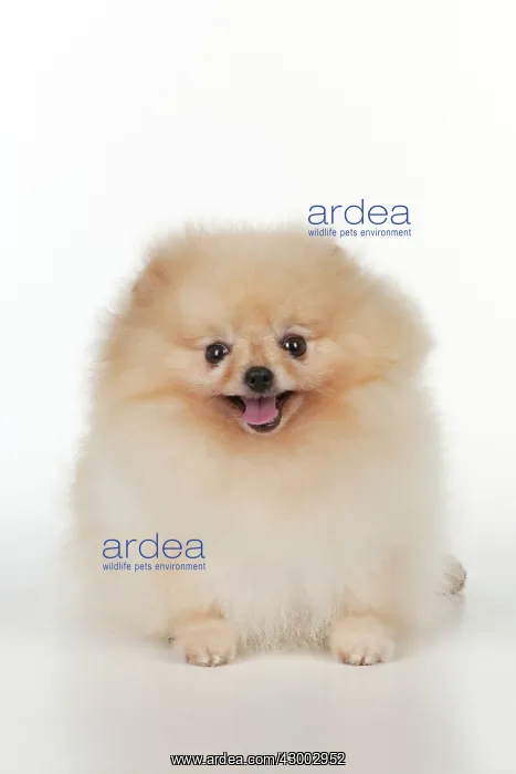 : Dog - Pomerainian : Dog - Pomerainian