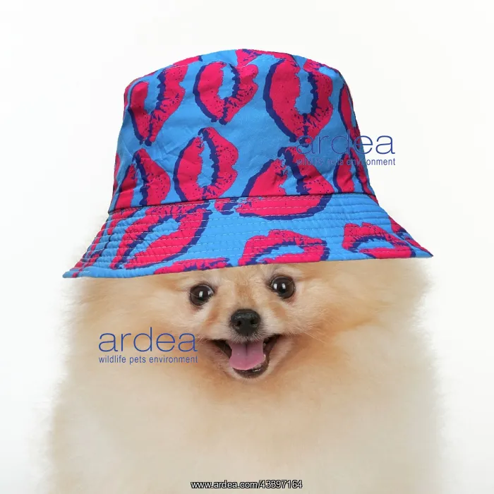 : Dog - Pomerainian : Dog - Pomerainian