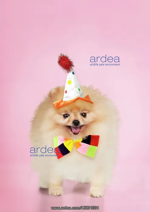 : Dog Pomeranian : Dog Pomeranian