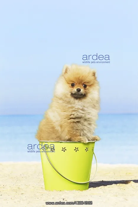 : Dog - Pomeranian - on beach Dog - Pomeranian - on beach : Dog - Pomeranian - on beach Dog - Pomeranian - on beach