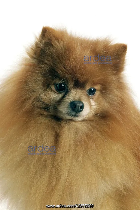  : Dog - Pomeranian  /  dwarf German Spitz