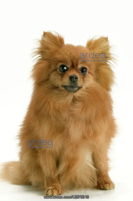 : Dog - Pomeranian / dwarf German Spitz : Dog - Pomeranian / dwarf German Spitz