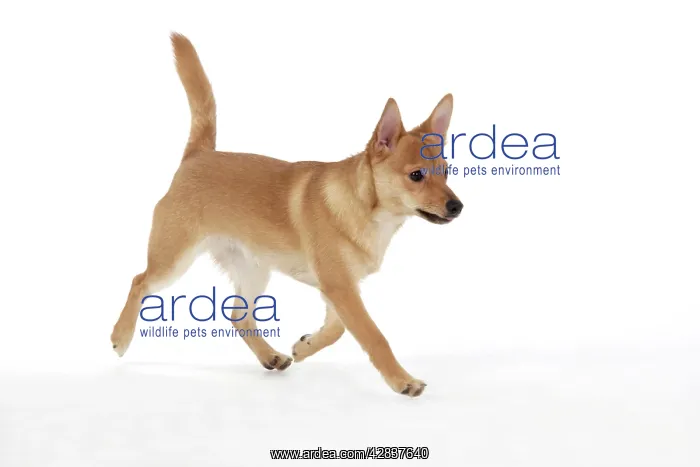 : DOG - Pomeranian / Dwarf spitz cross Jack Russell : DOG - Pomeranian / Dwarf spitz cross Jack Russell