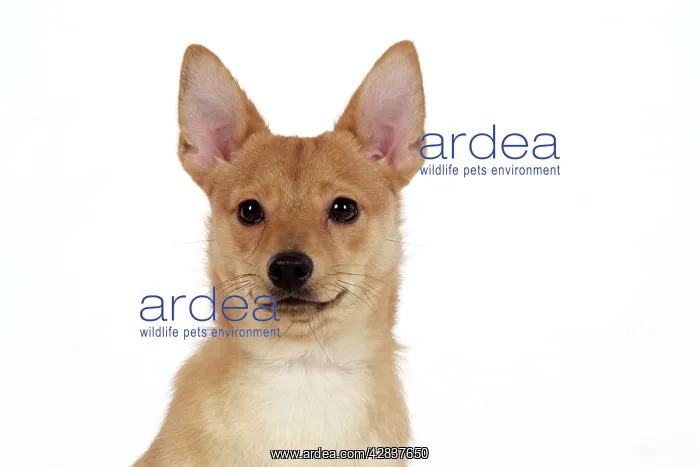 : DOG - Pomeranian / Dwarf spitz cross Jack Russell Terrier : DOG - Pomeranian / Dwarf spitz cross Jack Russell Terrier