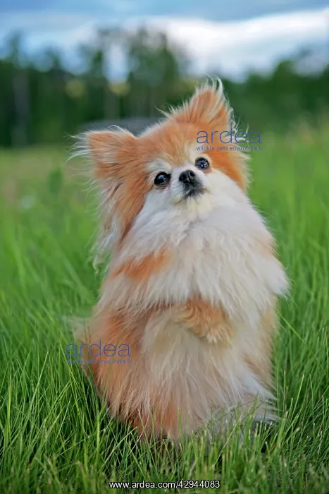  : Dog - Pomeranian  /  Dwarf spitz, in grass standing