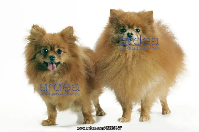 : Dog - Pomeranian / Dwarf spitz. smallest member : Dog - Pomeranian / Dwarf spitz. smallest member