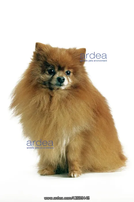 : Dog - Pomeranian / Dwarf spitz smallest member : Dog - Pomeranian / Dwarf spitz smallest member