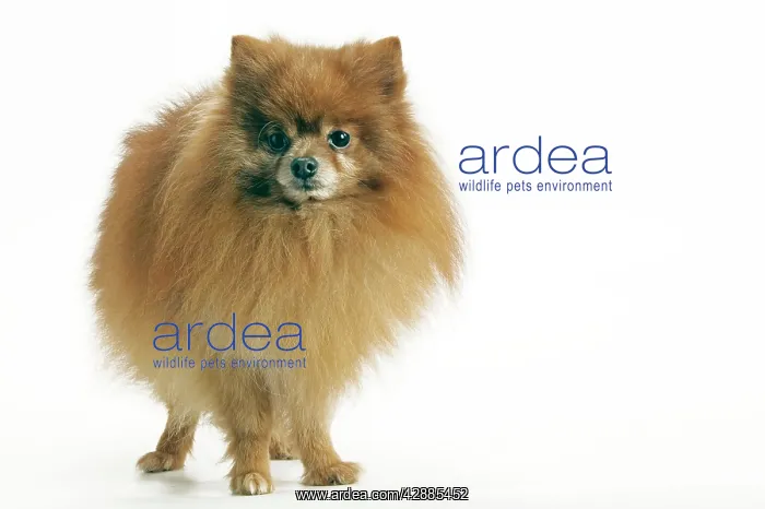 : Dog - Pomeranian / Dwarf spitz. smallest member : Dog - Pomeranian / Dwarf spitz. smallest member