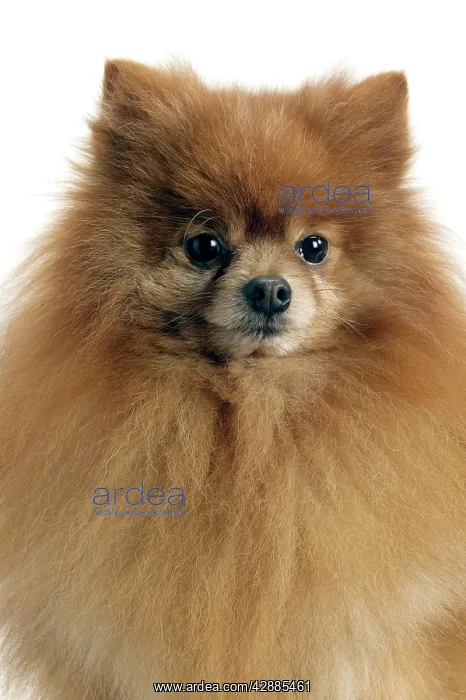 : Dog - Pomeranian / Dwarf spitz. smallest member : Dog - Pomeranian / Dwarf spitz. smallest member