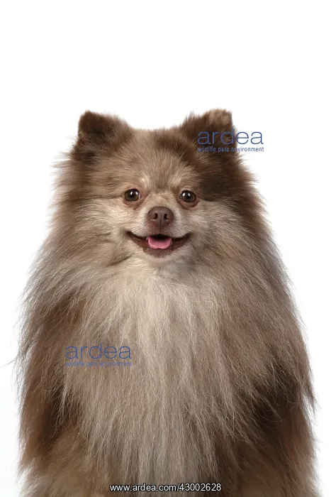 : DOG. Pomeranian, head & shoulders, face, expression : DOG. Pomeranian, head & shoulders, face, expression