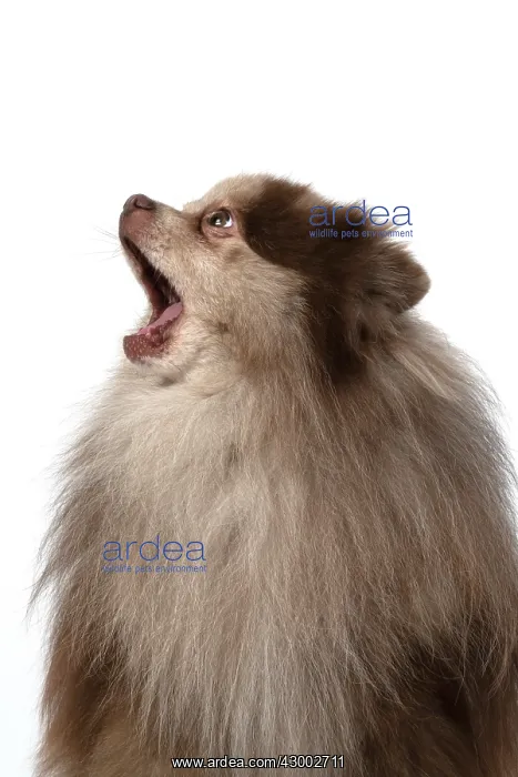 : DOG. Pomeranian, head & shoulders, face, expression : DOG. Pomeranian, head & shoulders, face, expression