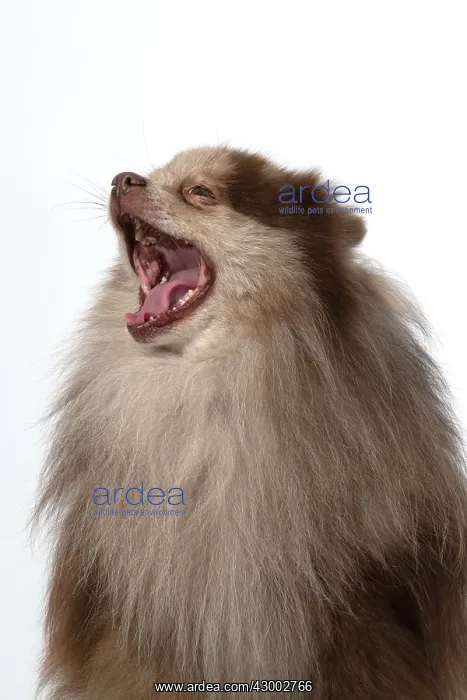 : DOG. Pomeranian, head & shoulders, face, expression : DOG. Pomeranian, head & shoulders, face, expression