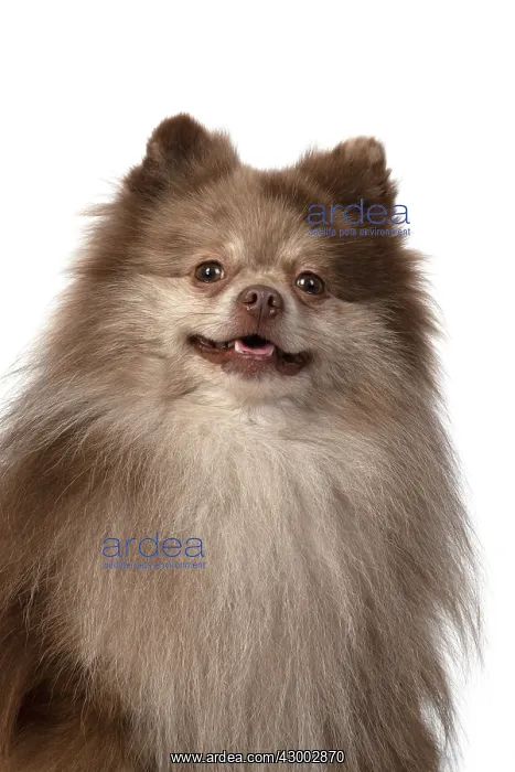 : DOG. Pomeranian, head & shoulders, face, expression : DOG. Pomeranian, head & shoulders, face, expression