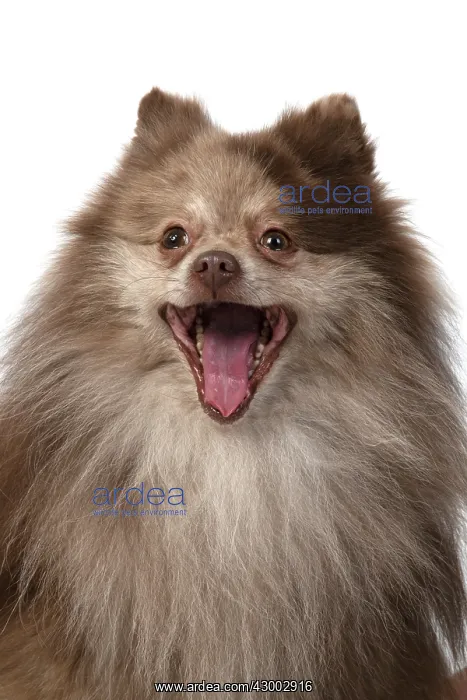: DOG. Pomeranian, head & shoulders, face, expression : DOG. Pomeranian, head & shoulders, face, expression