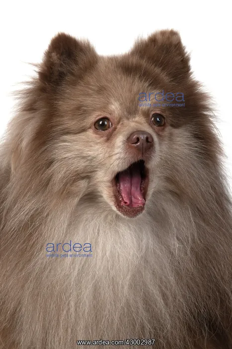 : DOG. Pomeranian, head & shoulders, face, expression : DOG. Pomeranian, head & shoulders, face, expression