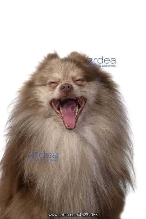 : DOG. Pomeranian, head & shoulders, face, expression : DOG. Pomeranian, head & shoulders, face, expression