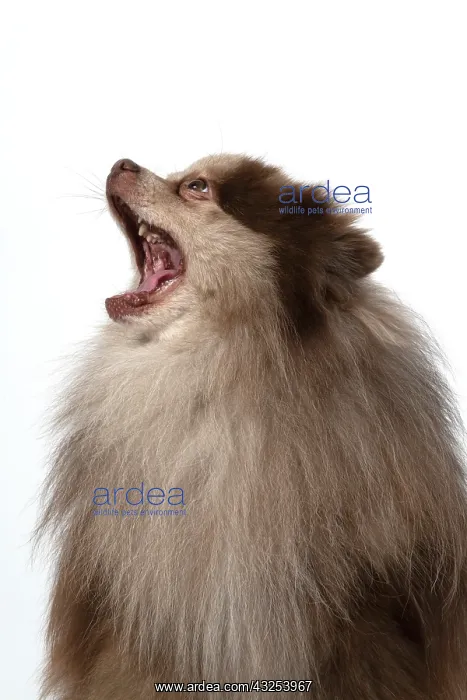 : DOG. Pomeranian, head & shoulders, face, expression : DOG. Pomeranian, head & shoulders, face, expression