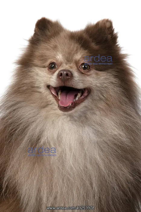 : DOG. Pomeranian, head & shoulders, face, expression : DOG. Pomeranian, head & shoulders, face, expression
