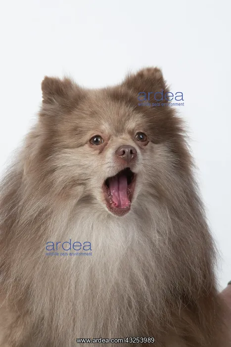 : DOG. Pomeranian, head & shoulders, face, expression : DOG. Pomeranian, head & shoulders, face, expression
