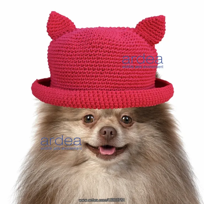 : DOG. Pomeranian, head & shoulders wearing a : DOG. Pomeranian, head & shoulders wearing a