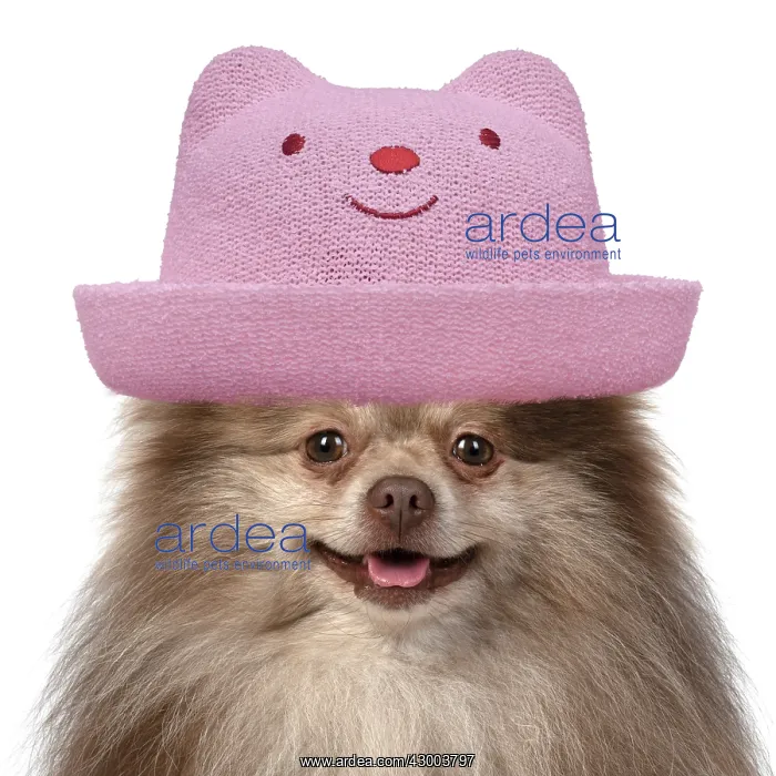 : DOG. Pomeranian, head & shoulders wearing a : DOG. Pomeranian, head & shoulders wearing a